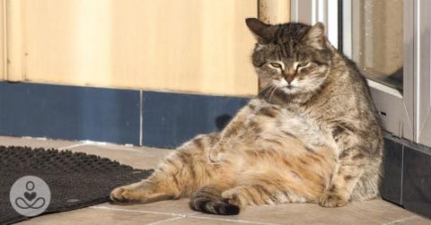 Fat Cat